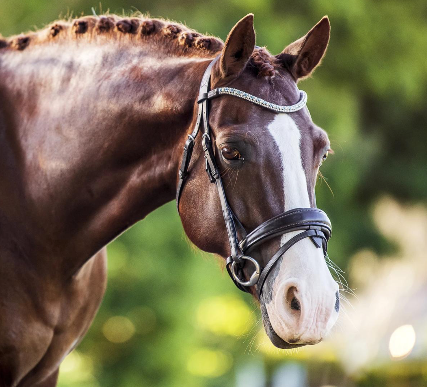 Lumiere 'Anastasia'-Brown (Convertible) Bridle