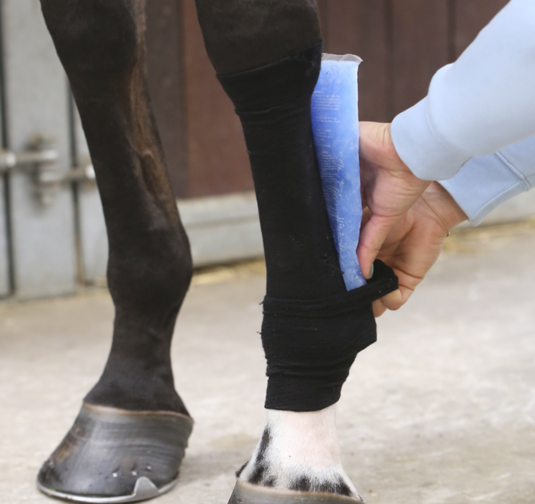 Kentucky Tendon Grip Sock