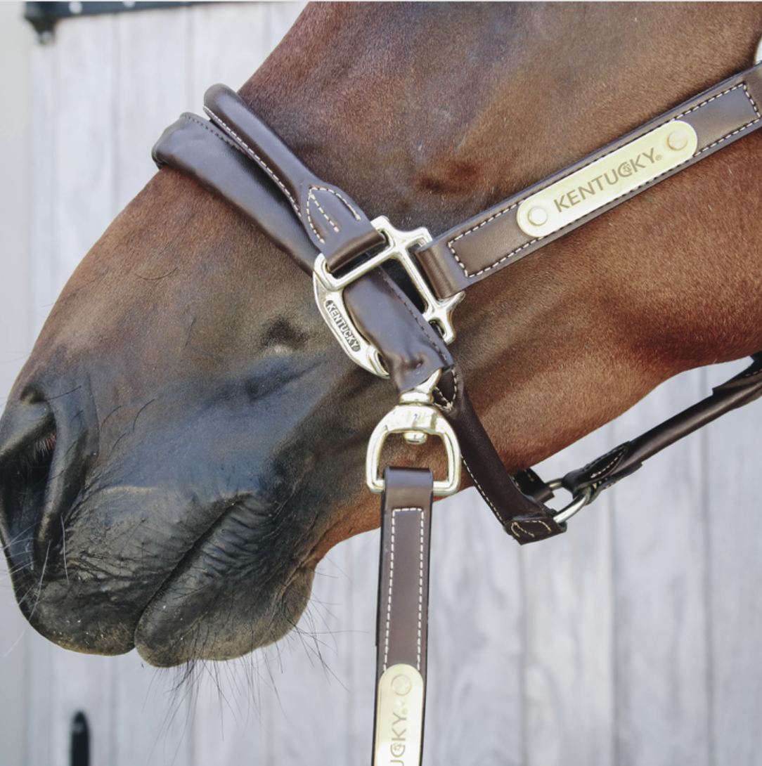 Kentucky Leather Covered Chain Lead