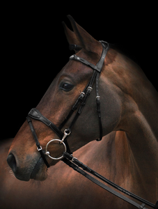 Utzon Oxford Bridle