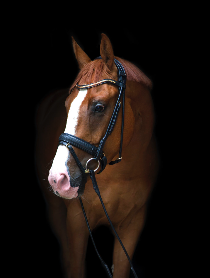 Utzon Olympic Bridle