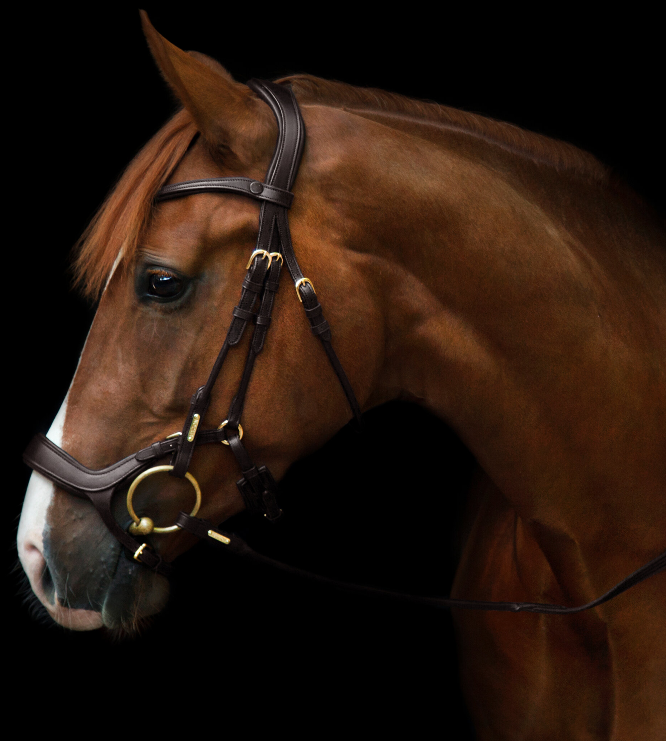 Utzon equestrian bristol jumping bridle in brown