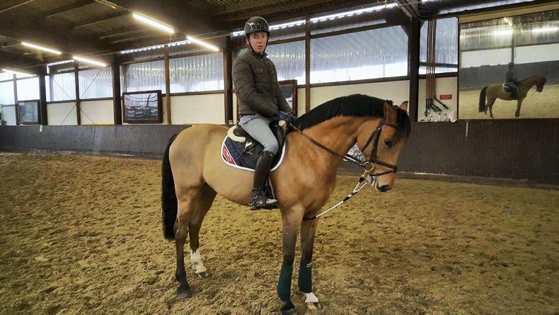 ReinRite Training Aid in use with a horse with low head carriage